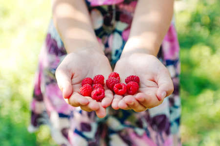 Defocus raspberries in hand. Female hands holding fresh red raspberries on green nature background. Freshly harvest. Healthy eating, dieting fruits, close-up. Hello summer. Out of focus.の写真素材