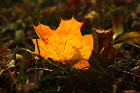 Yellow maple leaf on nature green park background. Colorful maple leaves on dry grass. Autumn mood....
