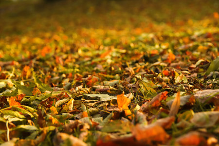 Defocus autumn leaves. Green and orange autumn leaves background. Outdoor. Colorful background image...