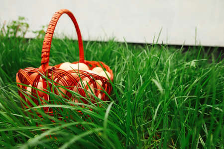 Defocus eggs in basket on grass background. Chicken eggs in wooden basket on green nature floor at cloudy day. Copy space. Organic food. Out of focus.の写真素材