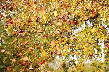 Defocus leaves falling flying on the wind autumn weather season background. Many dry fall autumn...
