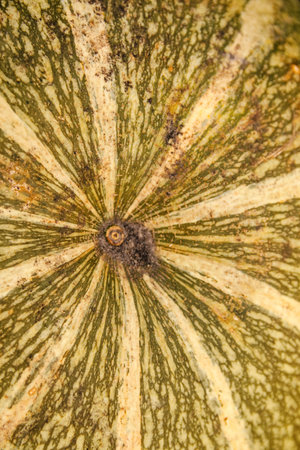 Defocus abstract Textured Background of a Pumpkin. The background image that is green, the colors of the autumn leaves are perfect, suitable for seasonal use. Pumpkin tail. Out of focus.の写真素材
