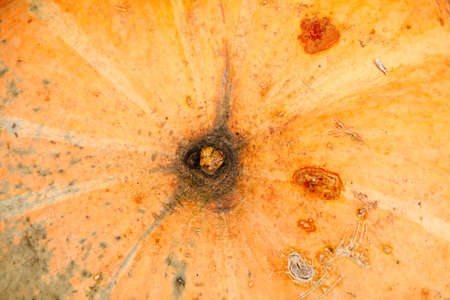 Defocus abstract Textured Background of a Pumpkin. The background image that is orange, the colors of the autumn leaves are perfect, suitable for seasonal use. Out of focus.の写真素材