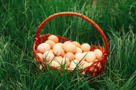 Defocus eggs in basket on grass background. Chicken eggs in wooden basket on green nature floor at cloudy day. Copy space. Organic food. Closeup. Easter egg. Side view. Out of focus.の写真素材