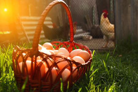Defocus closeup eggs in basket on farm chicken background. Chicken eggs in wooden basket on green nature grass. Backdrop. Organic food. Springtime. Easter egg. Chicken farm. Sunflare. Out of focus.の写真素材