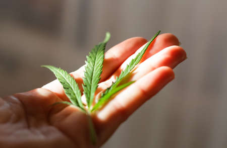 Defocus cannabis leaf in hands on green background. Contrasting cannabis shadows. Legalization, medicine. Flowering cannabis plant. Marijuana bloom on light background. Weed. Sunny. Out of focus.の写真素材