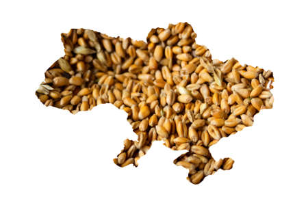 Defocus food crisis. Ukraine map. Global and European grain and wheat crisis. Export barley. Farming. Oats, barley, rye on white background. Wheat beer. Autumn harvest. Out of focus.の写真素材