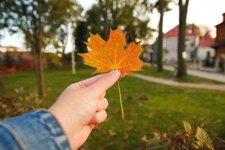 Defocus orange maple leaf in female hand on nature green park background. Colorful maple leaves in the girl's hand. Autumn person. October, september, november. Orange maple. Out of focus.の写真素材