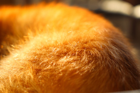 Defocus ginger cat's fur background. Close-up of ginger cat fur for texture or background with sun and shadow. Copy space, design. Orange hair. Out of focus.の写真素材