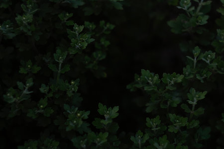 Defocus hrysanthemum leafs. Young shoots with leaves without flowers Chrysanthemum. Dark green frame...