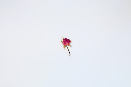 Defocus dried rose flower head isolated on white background cutout. Withering red roses isolated on white background. Out of focus.の写真素材