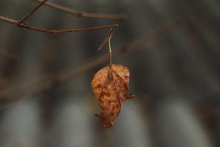 Defocus one dry leaf on a branch with a very beautiful tragic background good photo wallpaper. Brown...
