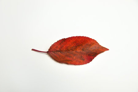 Defocus autumn red leaf isolated on white background. The art Red leaf isolated on white. Close-up....