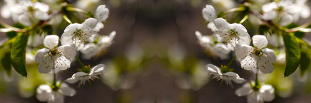 Defocus fresh spring branches of cherry tree with flowers, natural floral seasonal easter background. Beautiful blossoming tree. Springtime closeup. Sunshine. White flower. Copy space. Out of focus.の写真素材