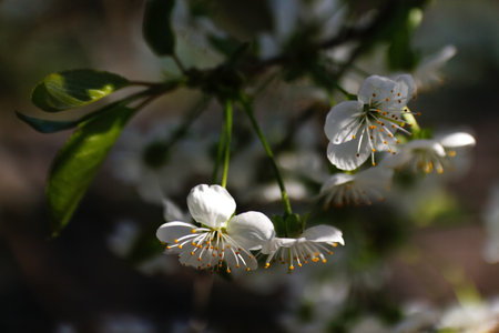 Defocus fresh spring branches of cherry tree with flowers, natural floral seasonal easter background. Beautiful blossoming tree. Springtime closeup. Sunshine. Copy space. Out of focus.の写真素材