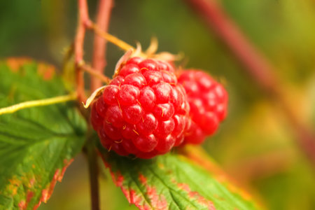 Defocus branch of ripe raspberries in a garden on blurred green background. Raspberry bush plant....