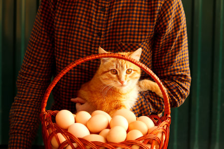 Many eggs in basket. Young female farmer holding orange ginger cat on modern green background. Poultry farm. Eco product. Agriculture. Fresh egg. Import. Exportの写真素材