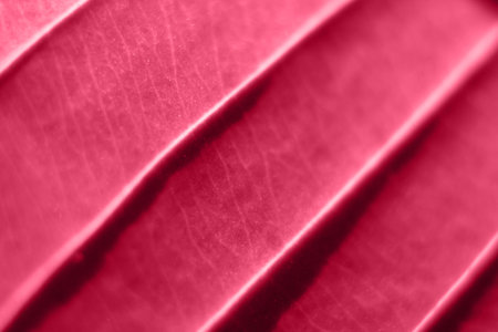 Defocus abstract red background. Color of the year 2023. Viva magenta tint. Nature leaf in garden at summer. Natural green leaves plants. Spring background cover page. Banner. Out of focus.の写真素材