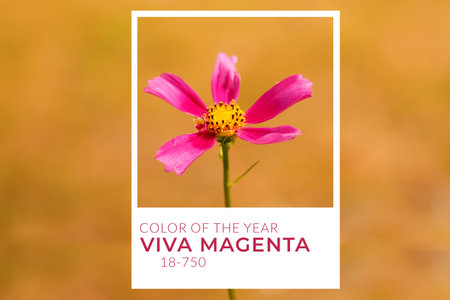 Defocus cosmos flower. Color of the year 2023. Viva magenta tint. A magenta cosmic flowers among the summer yellow nature background. Rose or pink flower. Minimal nature beauty. Out of focus.の写真素材