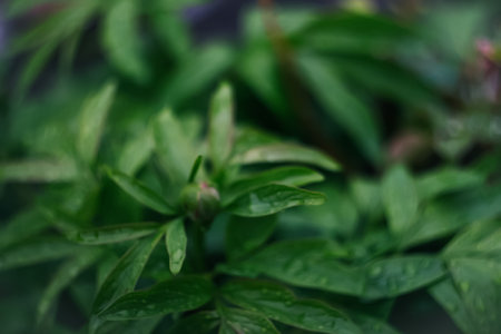 Defocus fresh green tree leaves, frame. Natural dark background. Closeup beautiful view of nature green leaf on blurred background with copy space. summer wallpaper. Dark emerald. Out of focus.の写真素材