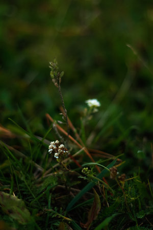 Defocus fresh green tree leaves, frame. Natural background. Closeup beautiful view of nature green...