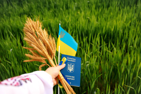 Ukraine flag and passport. Bouquet of ripe golden spikelets of wheat tied with on the green nature background. Economy. Independence day of Ukraine, flag day, constitution. Out of focusの写真素材