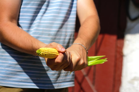 Farmer or agronomist in the corn field holding golden ripe cob after the harvest. Impotence and men's health. Sexual masturbation and orgasm. Impotence problem. Close up of the hand holding corn.の写真素材