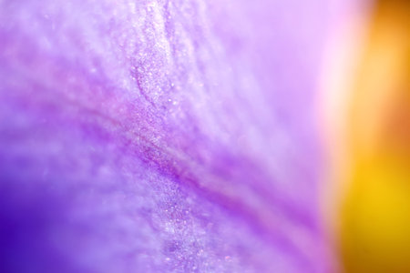 Natural violet leaves plants. Abstract purple shiny background. Nature of purple and yellow leaf in garden at summer. Spring background cover page environment ecology wallpaper. Out of focus.の写真素材