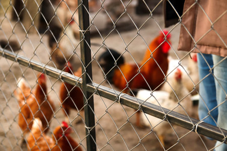 Chickens farm against net fence. Hens have food in the farm. Free-grazing domestic hen on a traditional free range poultry organic farm. Adult chicken walking on the soil. Out of focus.の写真素材