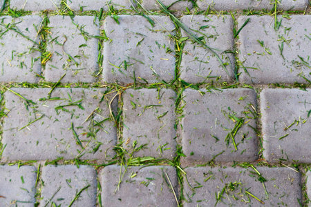 Green grass, organic plant texture on pave gray background, top view. Fresh grass in a garden trolley. Cleaning of freshly mown grass in the garden. Hay mowing. Out of focus.の写真素材