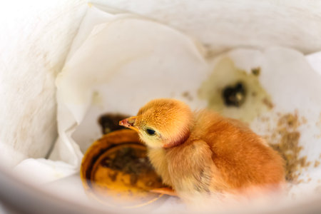 Baby chicken on a white background. Cute little yellow chick on the farm top view. Close up. Funny...
