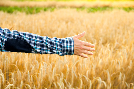 Freedom agriculture concept. Male hand touching a golden wheat ear in the wheat field, sunset light....