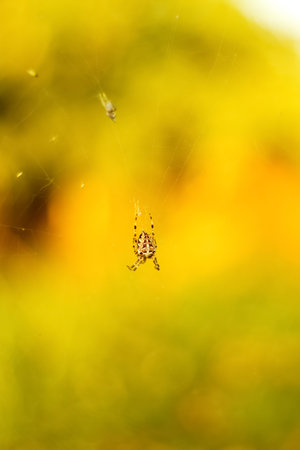The spider climbs on the web. European garden spider waiting to feed. Great close up shot of a spider. Out of focus.の写真素材