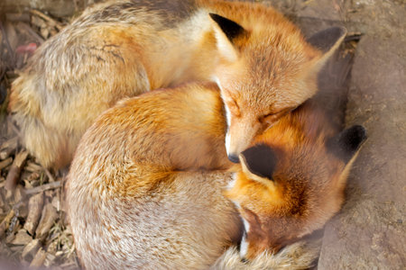 Two Fennec fox sleeping together. Red fox, vulpes vulpes, small young cubs. Cute little wild predators in natural environment. Brotherhood of animals in wilderness. Foxes in zoo. Top view.の写真素材