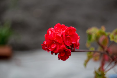 A close-up of a vibrant red flower against a blurred background. This autumn flower design captures the beauty and richness of the season. With ample copy space. Out of focus.の写真素材