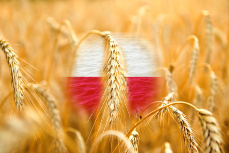 Farmers protest in Poland. Warsaw protest. Wheat background.の写真素材