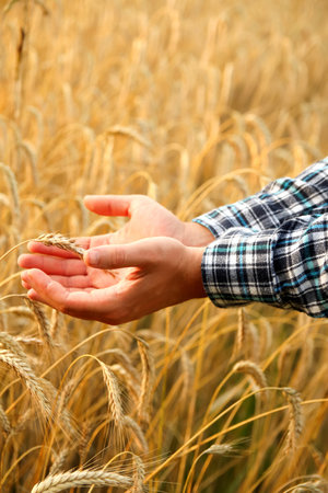 A vertical image featuring the hands of a male farmer carefully inspecting ripe wheat plants in a sun-kissed summer field. Vertical.の写真素材