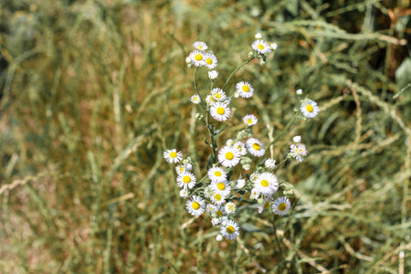 A serene summer background featuring soft-focus daisies scattered across lush green grass. The...