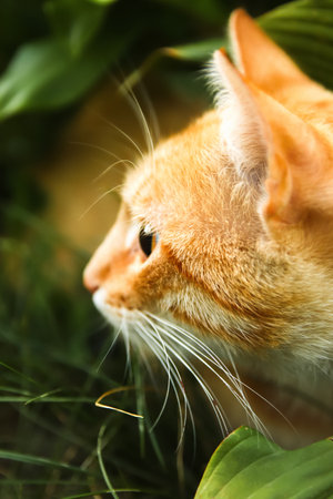 A side view of a red and orange cat with a sad expression, crouched low in a garden. The cat is poised and alert, as if hunting a prey in the bush.の写真素材
