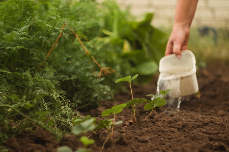 Process of nurturing crops from seed to harvest. Planting and pouring strawberries seedlings. Blurred.の写真素材