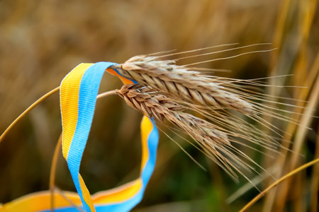 Golden wheat field with Ukrainian flag waving in the background. symbol of agriculture, national pride, resilience, and the fertile lands of Ukraine.の写真素材