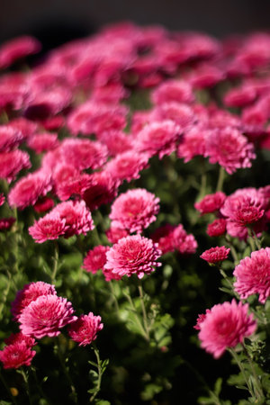 Vertical shot of pink chrysanthemums flowers on a soft background, perfect for reels or story...