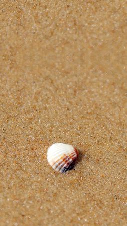Vertical close-up of a seashell on sand. Beach story or reel background. Marine life. Seashell on a sandy beach in a vertical, close-up shot.の写真素材