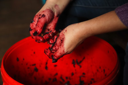 Close-up of a hand holding red grapes in a vineyard, symbolizing organic winemaking in Australia. A natural and authentic scene capturing the essence of wine productionの写真素材