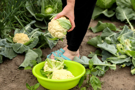 Farmer harvesting cabbage and cauliflower in a lush vegetable field. A vibrant agricultural scene showcasing organic gardening, seasonal crops, and rural farmingの写真素材