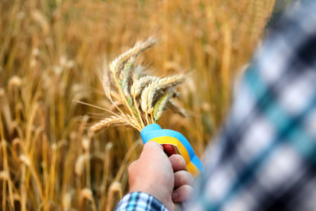 A proud Ukrainian hand holds a golden sheaf of wheat, symbolizing the nation's rich grain harvest,...