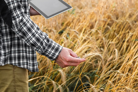 A modern farmer uses a tablet in a wheat field, showing the integration of technology in...