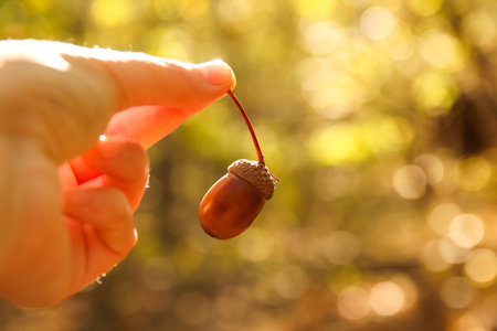 hand holding a tiny acorn in an autumn forest. essence of nature and the beginning of a new tree....