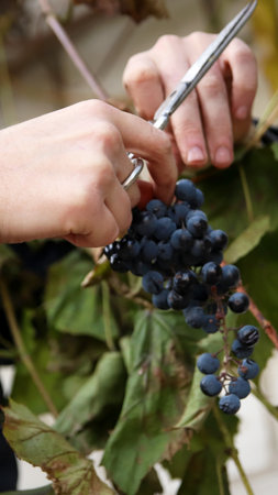 A striking vertical image of a hand with scissors harvesting a grape bunch in a wineyard. Grape...