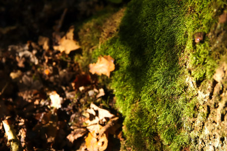 green moss on a tree in the forest. macro shot moss on tree forest. forest floor detail green texture. mindfulness nature pattern.の写真素材